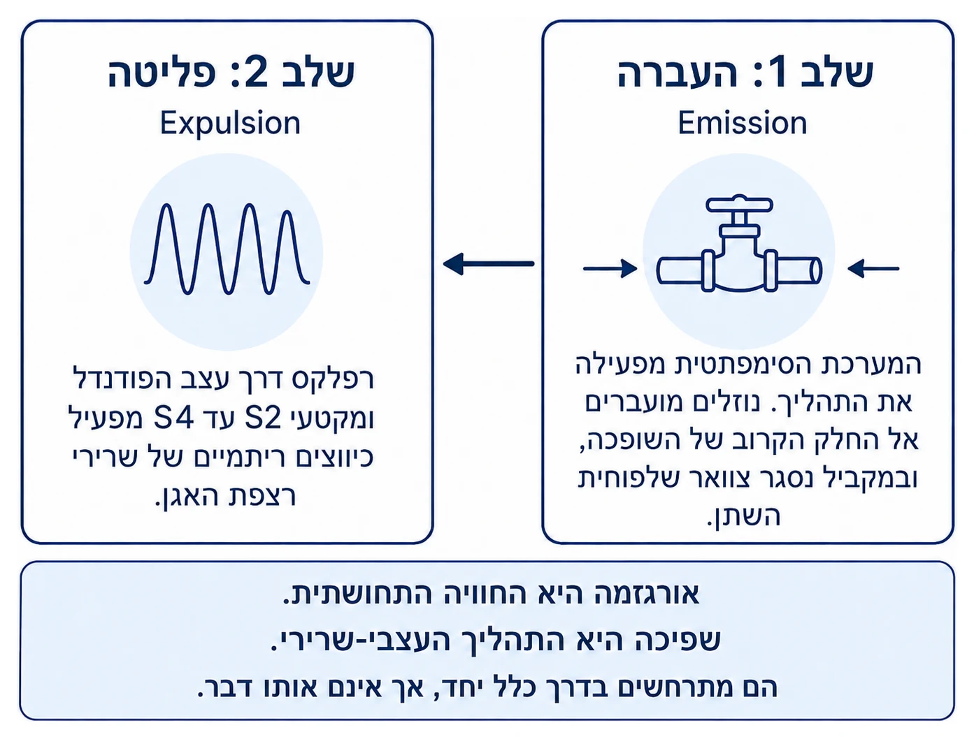 תרשים בשני שלבים של תהליך השפיכה: שלב ההעברה, Emission, שבו המערכת הסימפתטית מעבירה נוזלים אל השופכה וצוואר שלפוחית השתן נסגר, ושלב הפליטה, Expulsion, שבו רפלקס דרך עצב הפודנדל ומקטעי S2 עד S4 מפעיל כיווצים ריתמיים של שרירי רצפת האגן